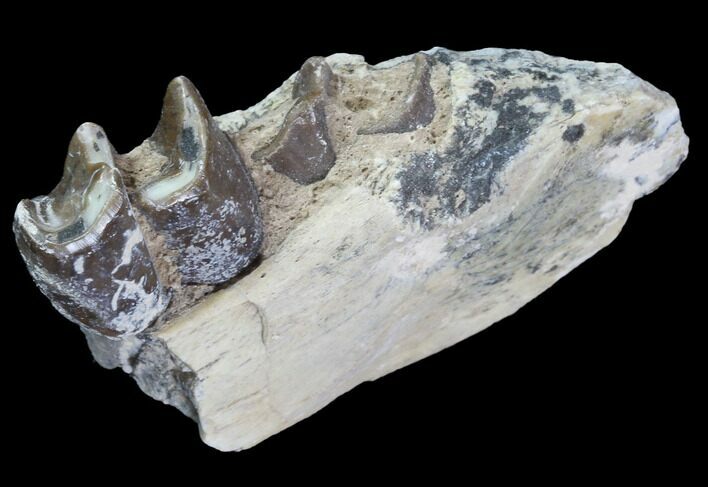 Hyracodon (Running Rhino) Jaw Section - South Dakota #90269